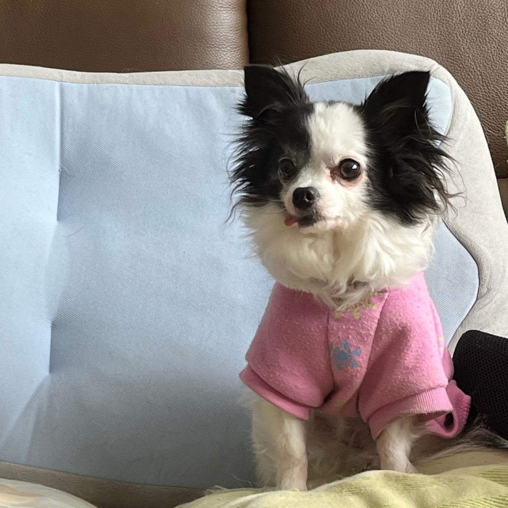 Meet your Posher, Ume!